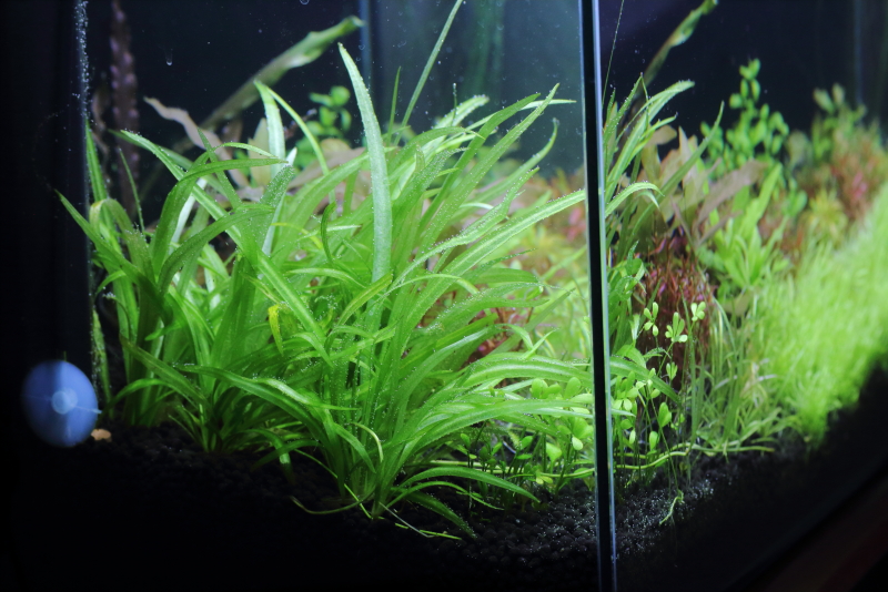 植栽から89日目　チェーンアマゾン